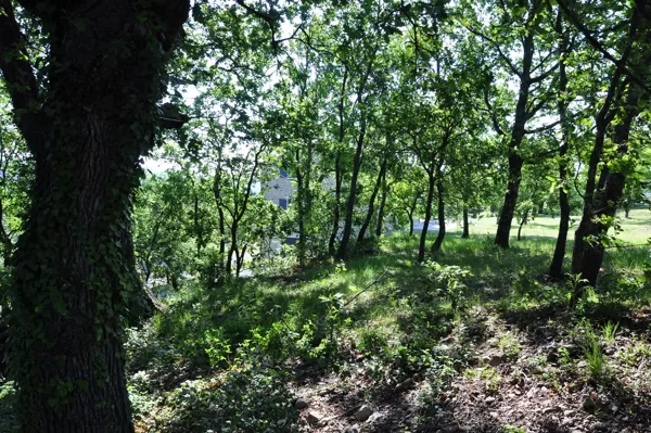 Sous les chênes